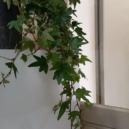 Luna Di Giorno Apartment